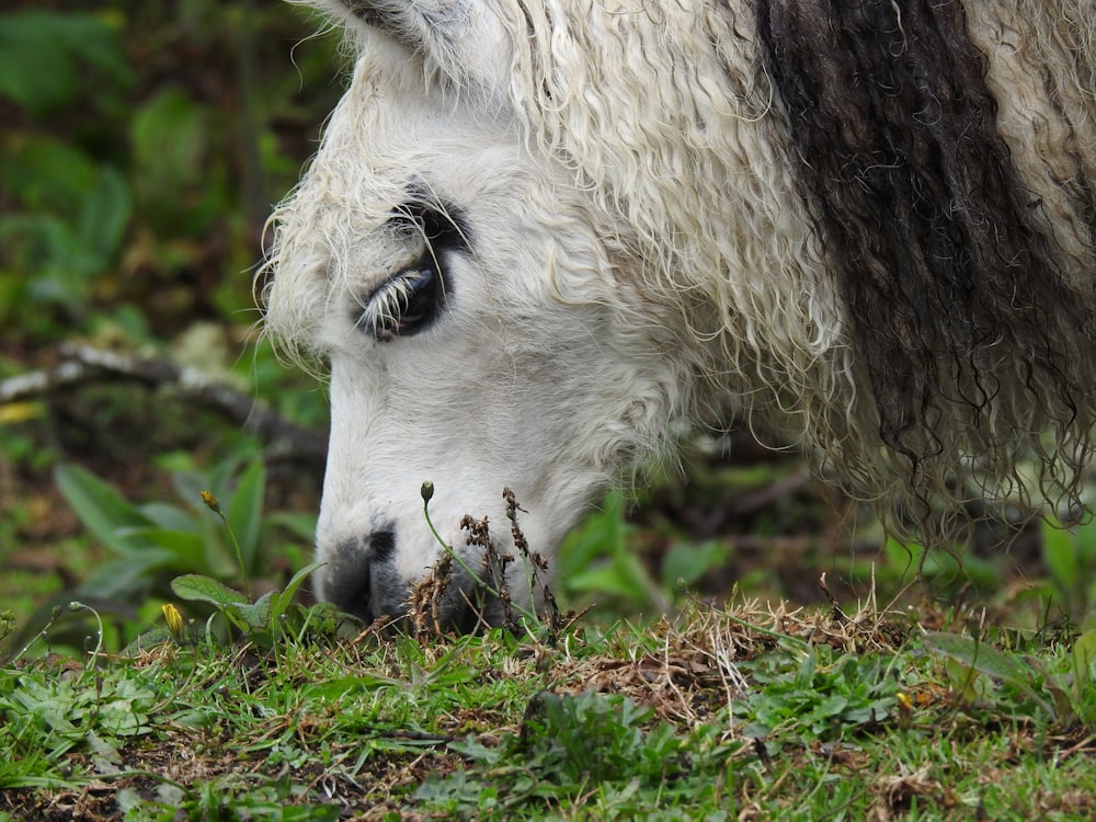 weiße und schwarze Schafe, die tagsüber auf grünem Gras liegen