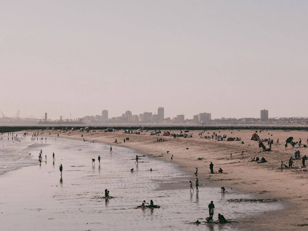 people on beach during daytime