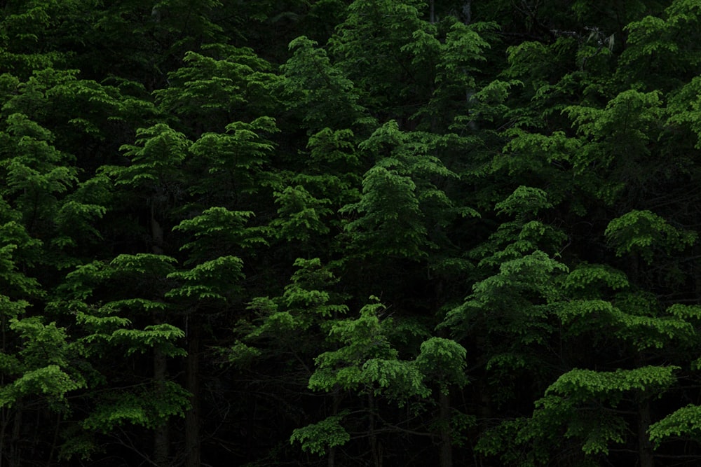 green trees on forest during daytime