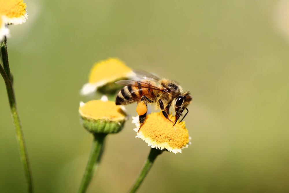 honeybee perched on yellow flower in close up photography during daytime