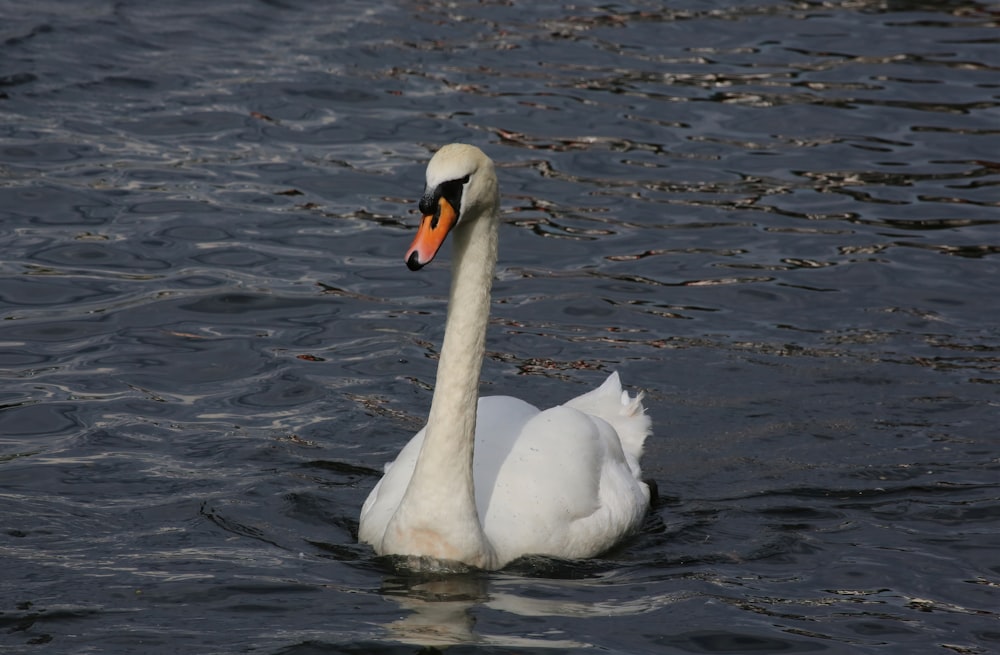 white swan on water during daytime