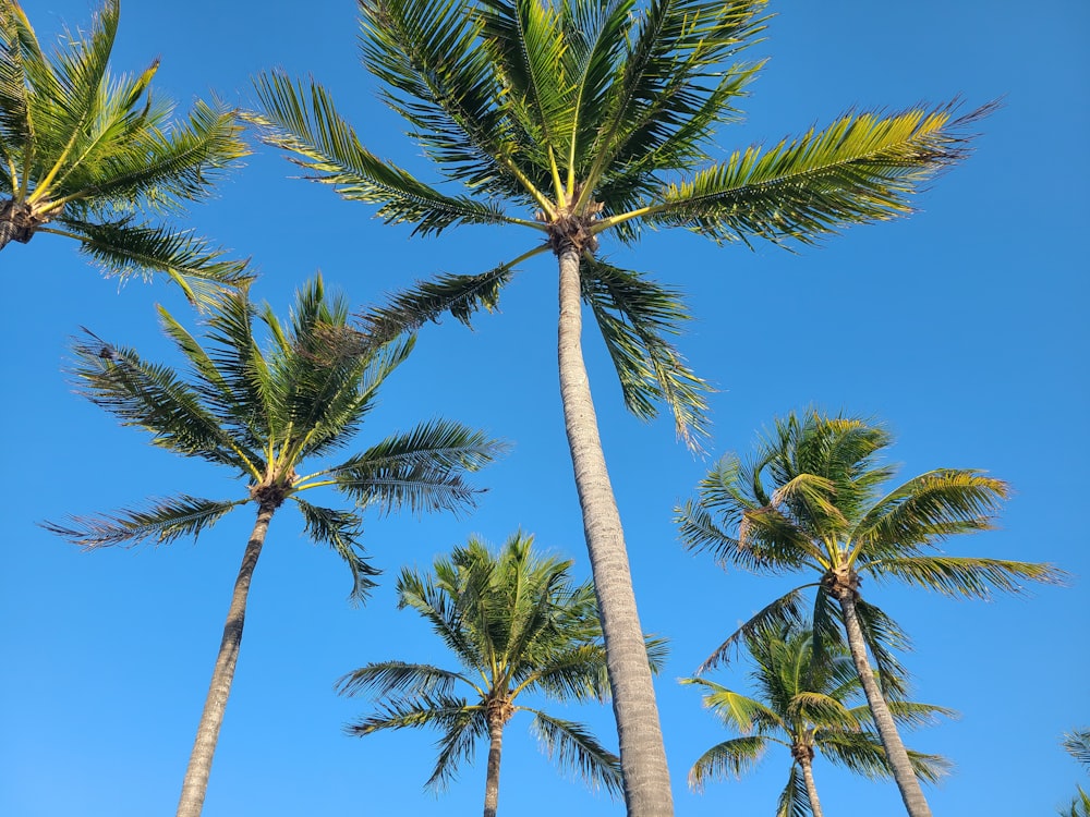 green palm tree under blue sky during daytime