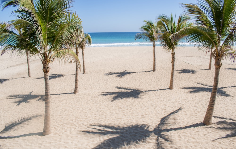 昼間の白い砂浜のヤシの木