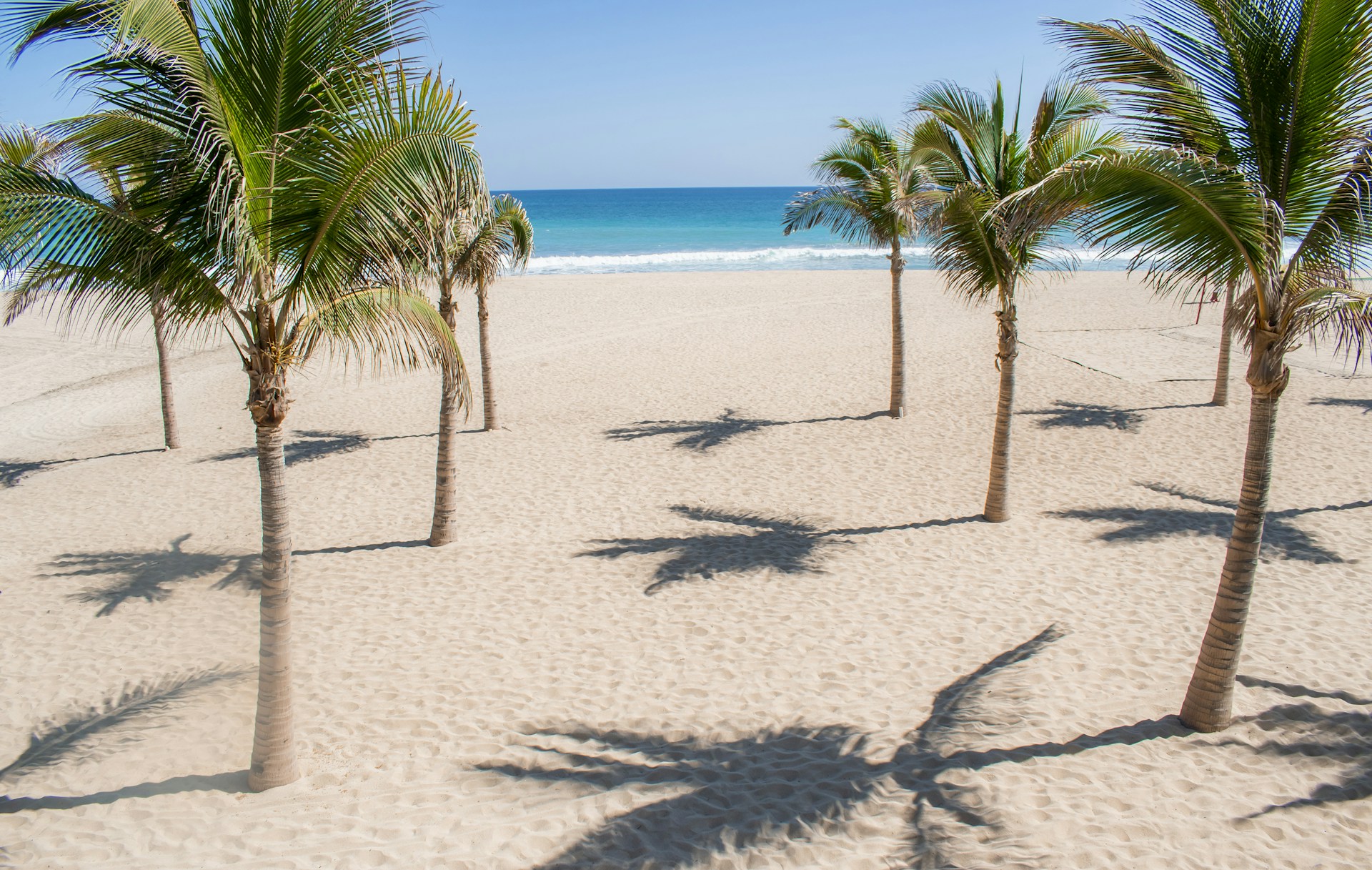palm tree on white sand beach during daytime