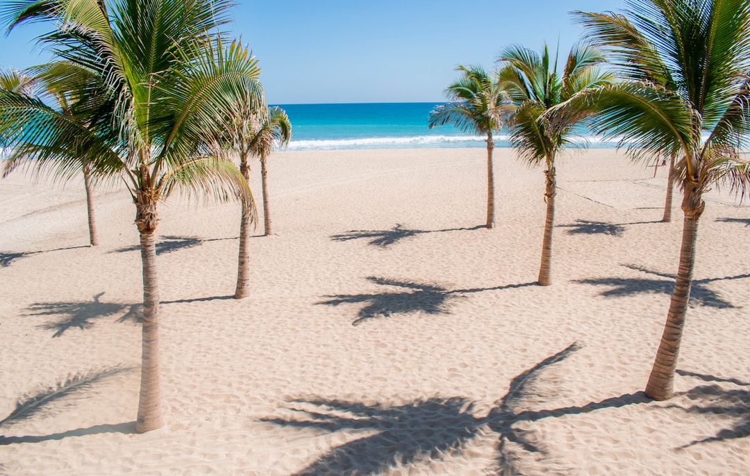 palm tree on white sand beach during daytime, Los Cabos beach days