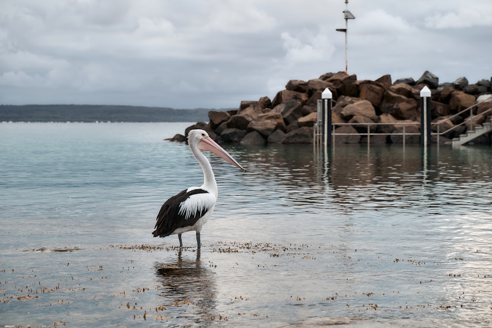 white pelican on brown wooden dock during daytime