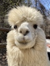 A close-up portrait of a white alpaca with a fluffy coat and dark, expressive eyes. The background consists of blurred trees and a blue sky, giving an outdoor setting.