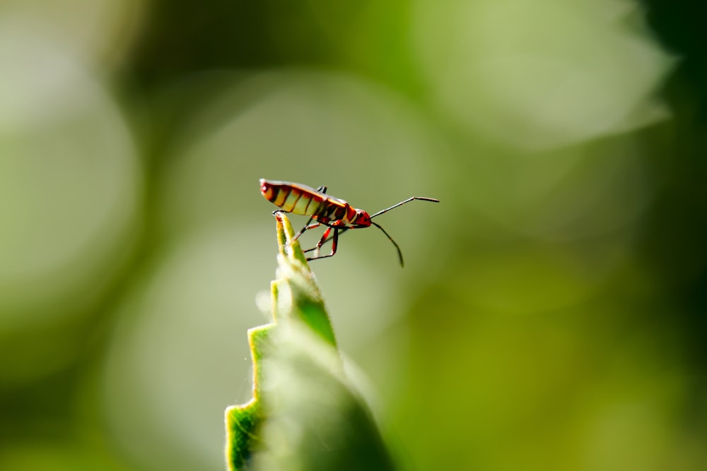 red and black insect on green leaf