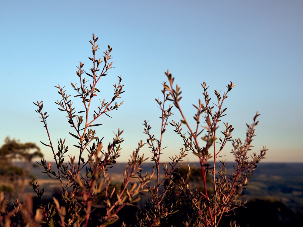 brown plant under blue sky during daytime