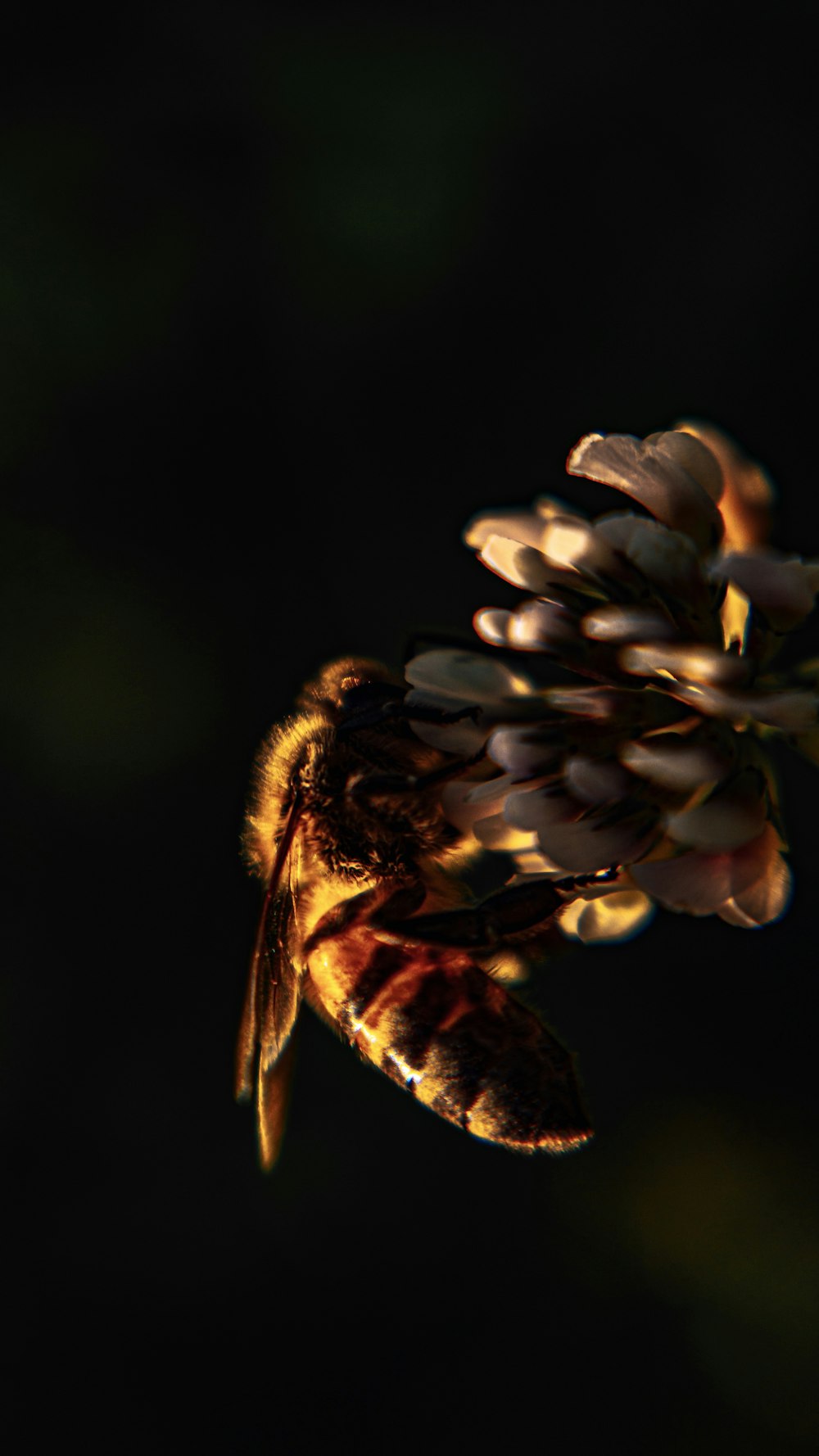 brown and black bee on blue flower