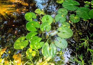 Lush green lily pads float on a reflective water surface, surrounded by various plants and foliage, capturing the essence of a vibrant natural ecosystem.