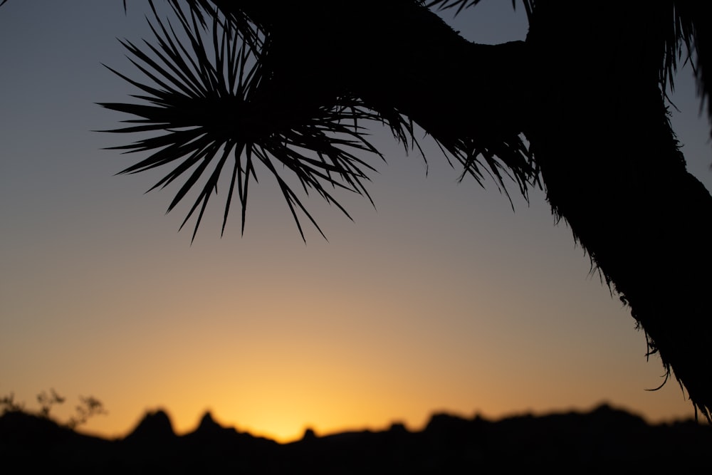 silhouette of palm tree during sunset