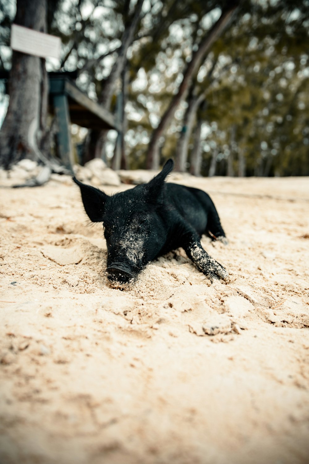 black pig walking on brown sand during daytime