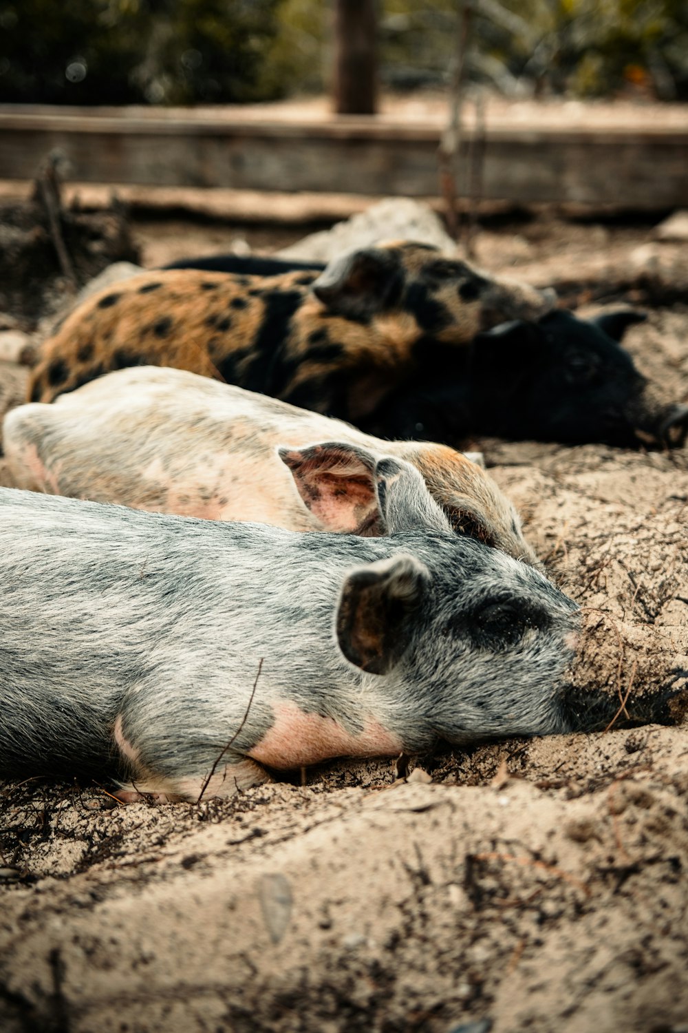 white and brown pig lying on brown sand during daytime