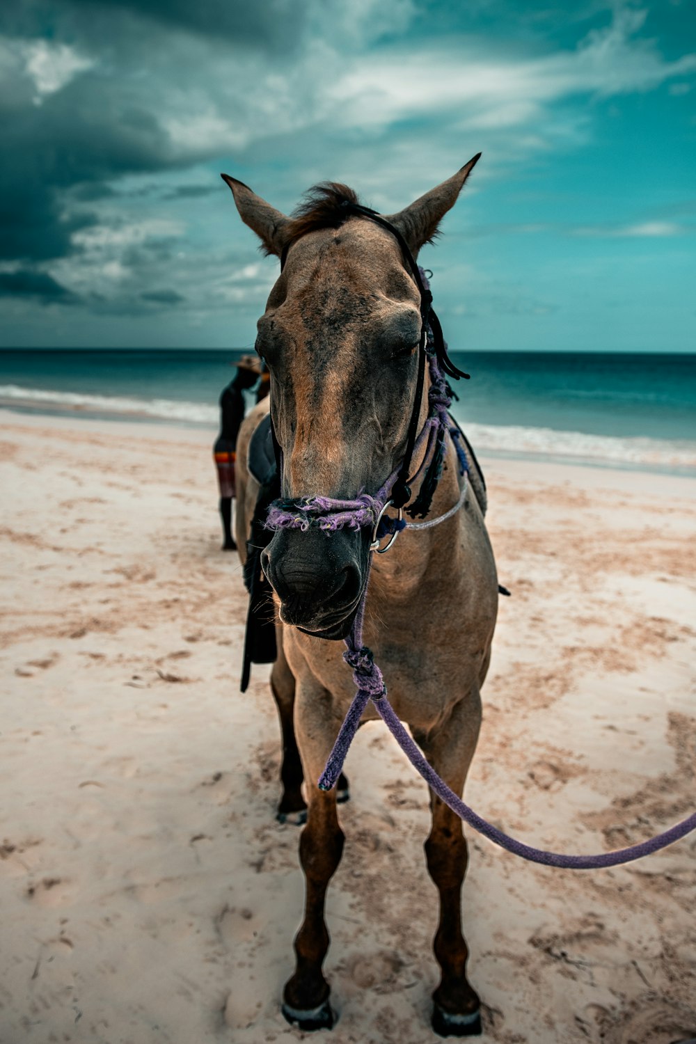 brown horse with red and blue leash on beach shore during daytime