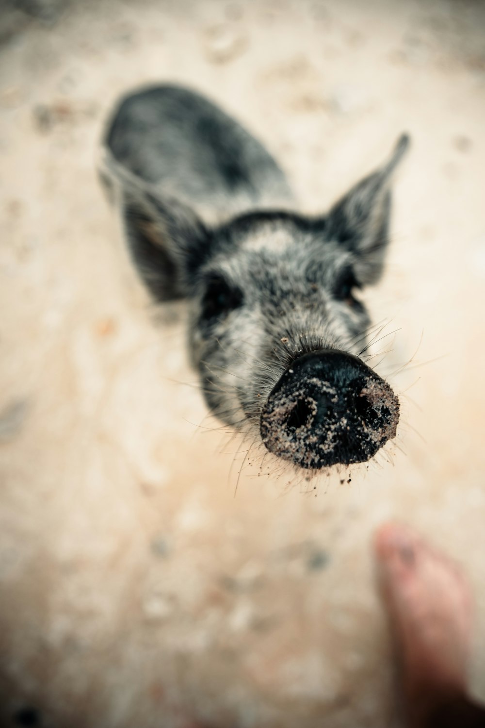 animal preto e branco na areia marrom durante o dia