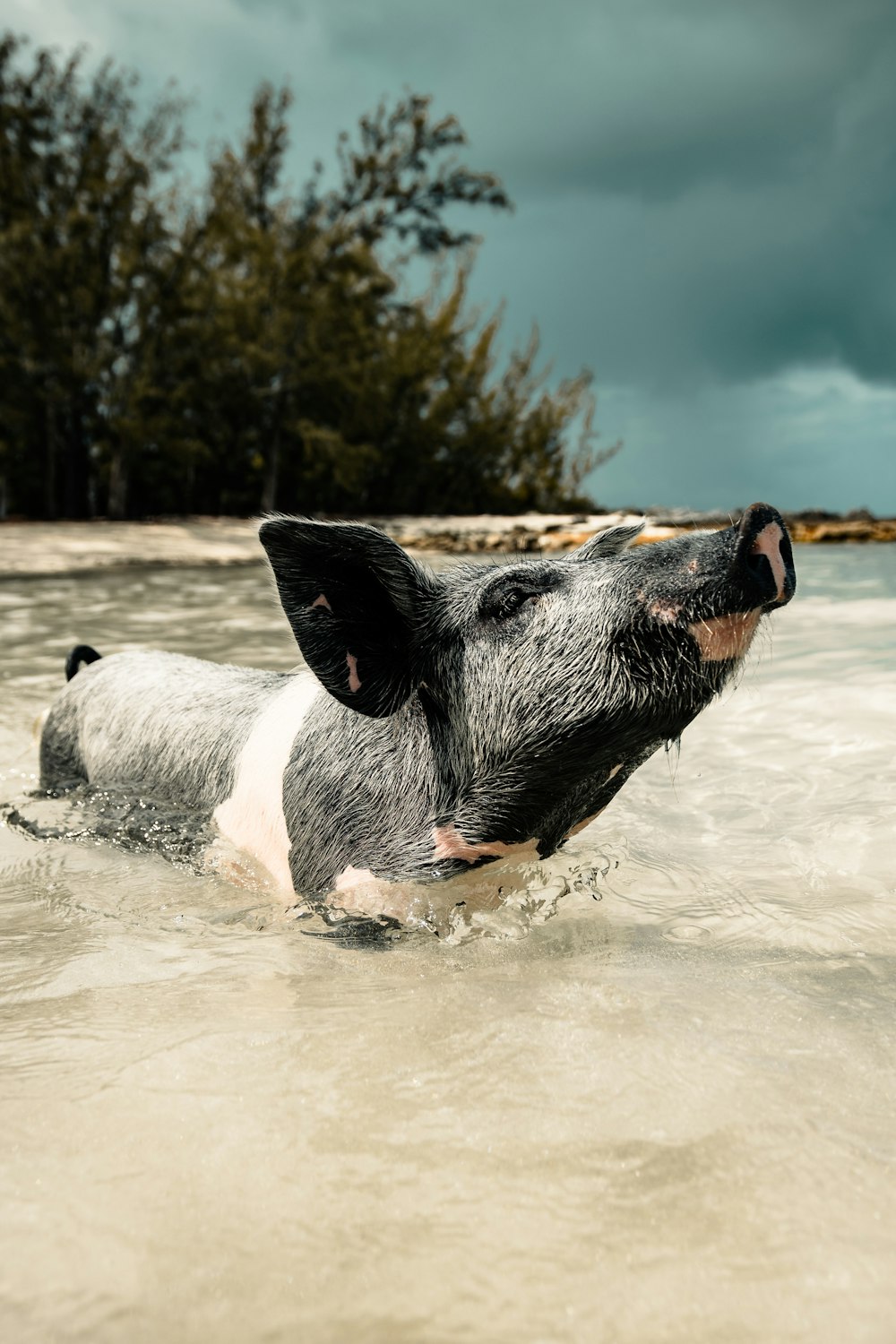 black and white short coated dog running on water during daytime