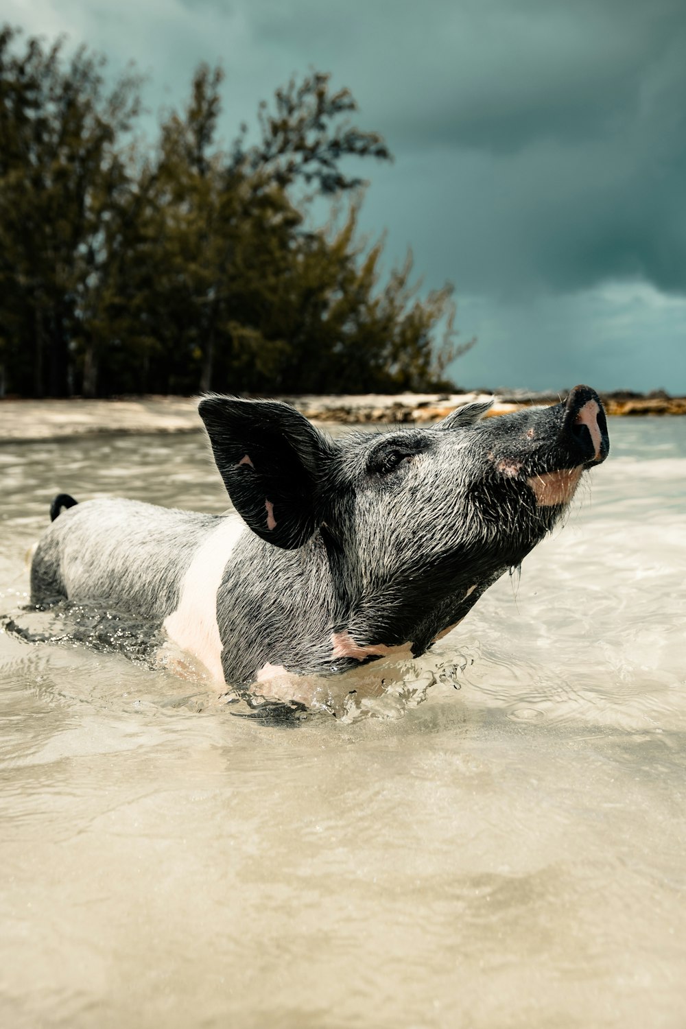 schwarz-weißer kurzhaariger Hund, der tagsüber auf dem Wasser läuft