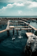 A waterfront scene featuring a dolphin enclosure with multiple dolphins mid-jump. Walkways and platforms provide access to the area. The background includes a rocky breakwater with an expansive ocean view and a partly cloudy sky.