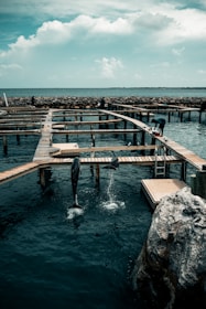 A collage of happy visitors snorkeling, watching dolphins, and dining at the cafe.