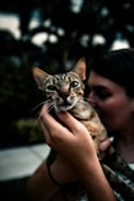 A person gently holding a tabby cat, with the background softly blurred. The cat's sharp gaze is directed toward the camera, while the person appears to be nuzzling close to the pet.