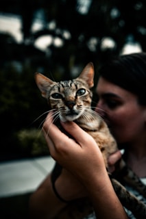 A close-up of a pet owner gently brushing their cat with a blue brush