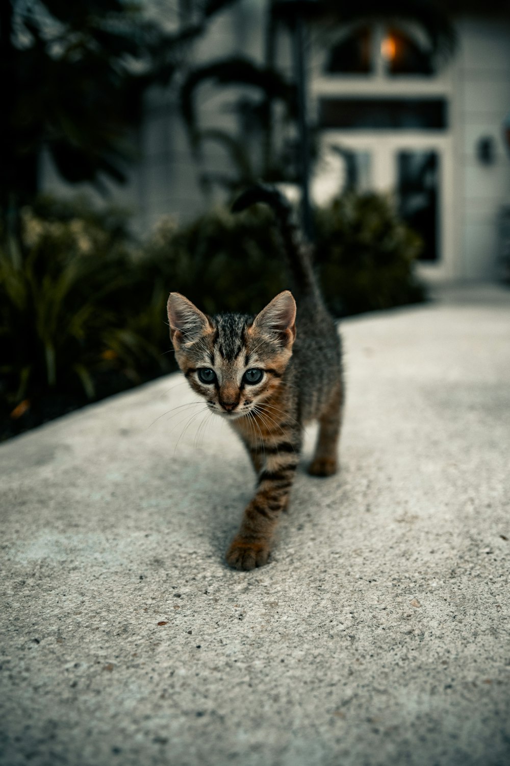 brown tabby cat walking on gray concrete pavement during daytime