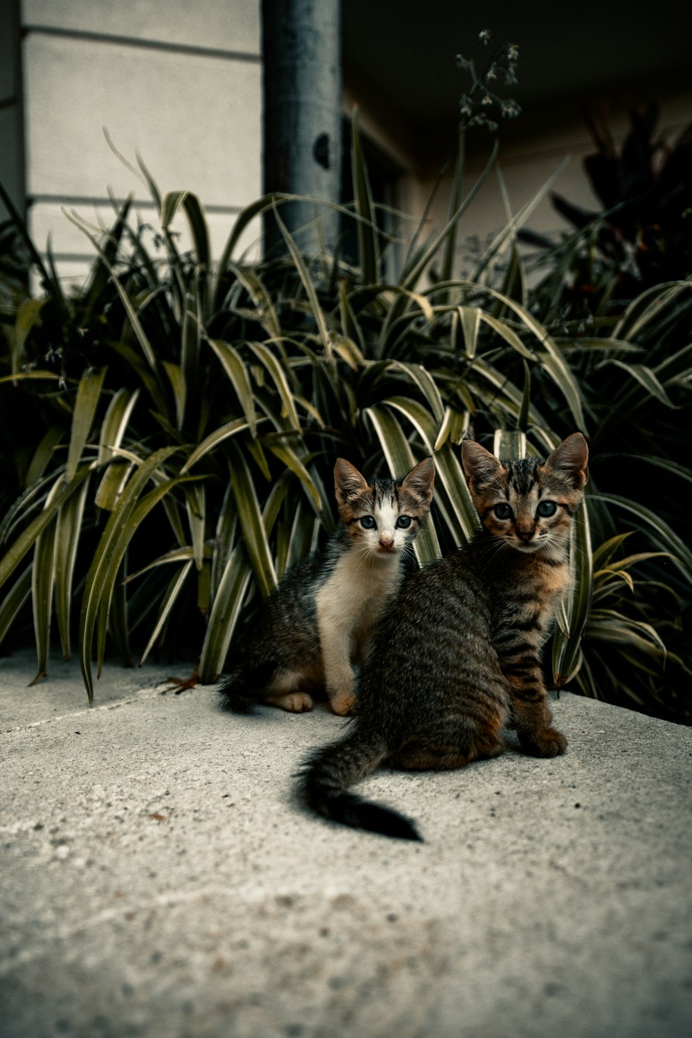 brown tabby cat lying on ground