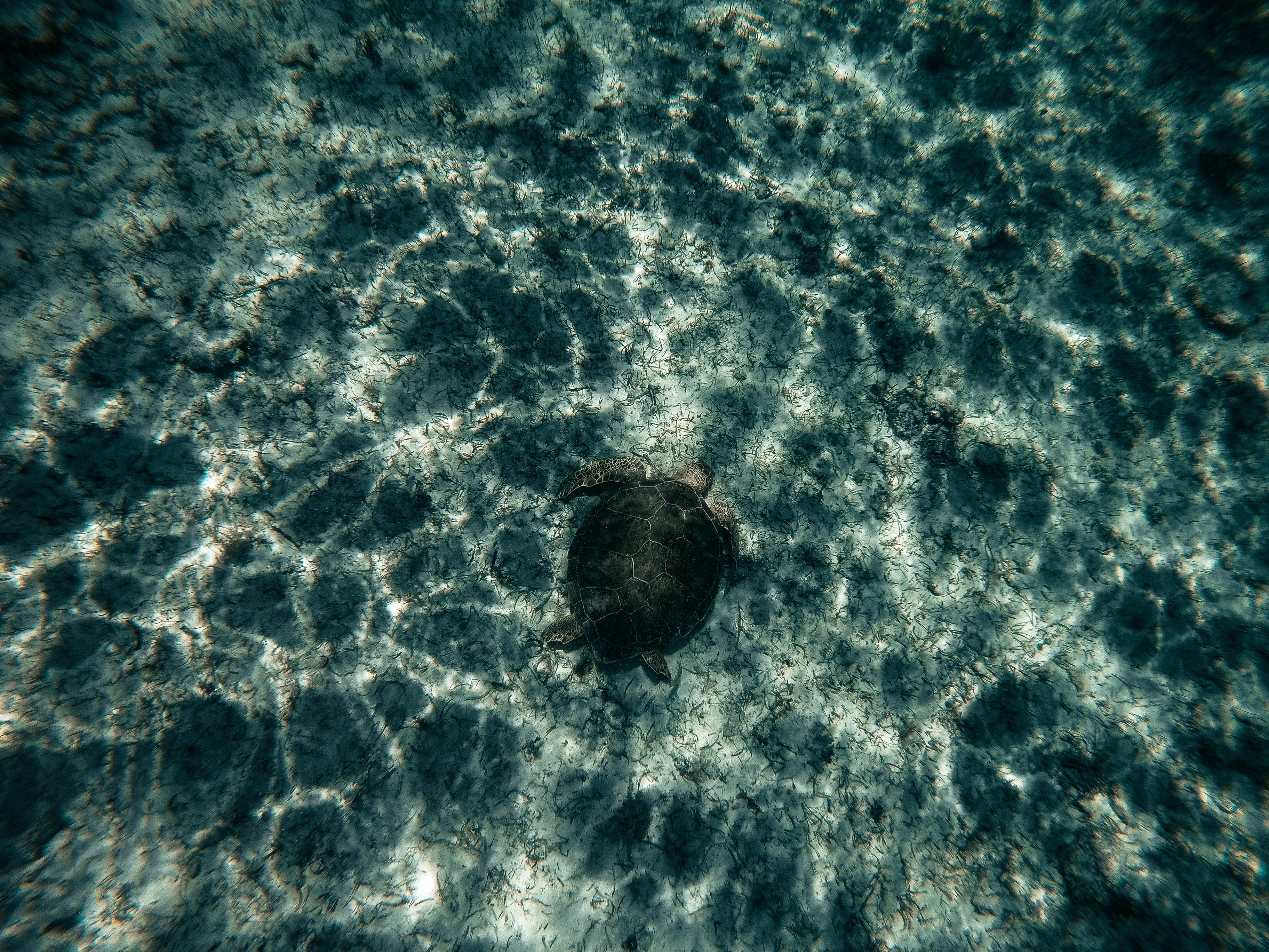 brown and black turtle on water, 