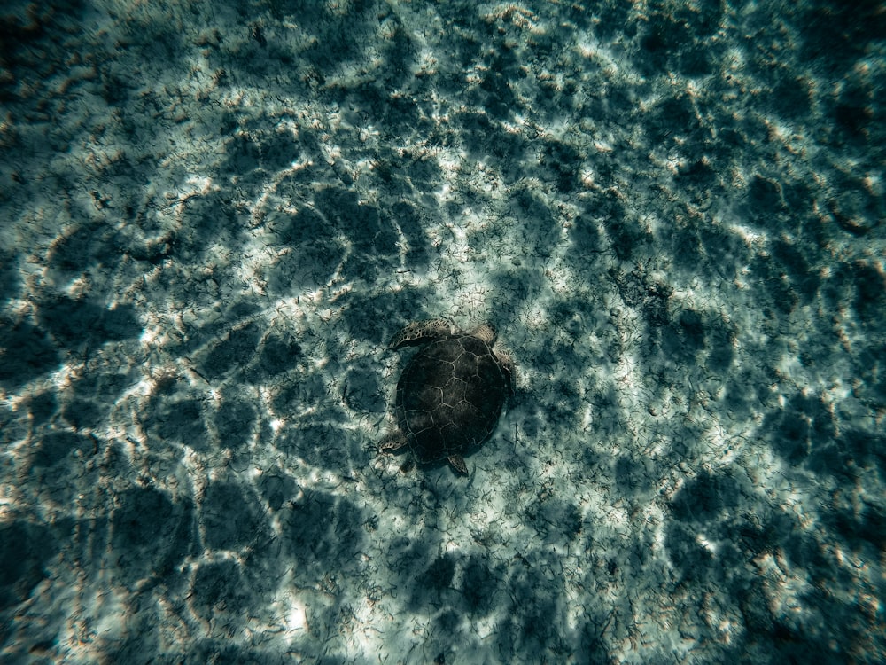 brown and black turtle on water