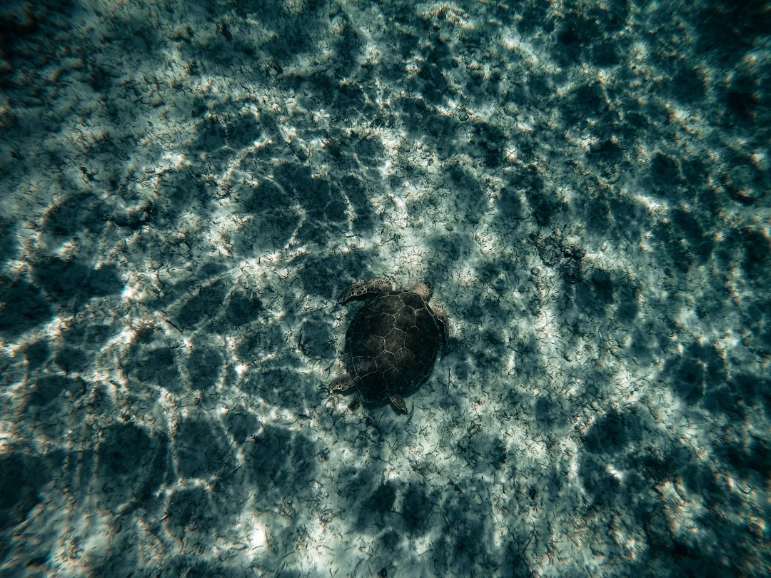brown and black turtle on water,