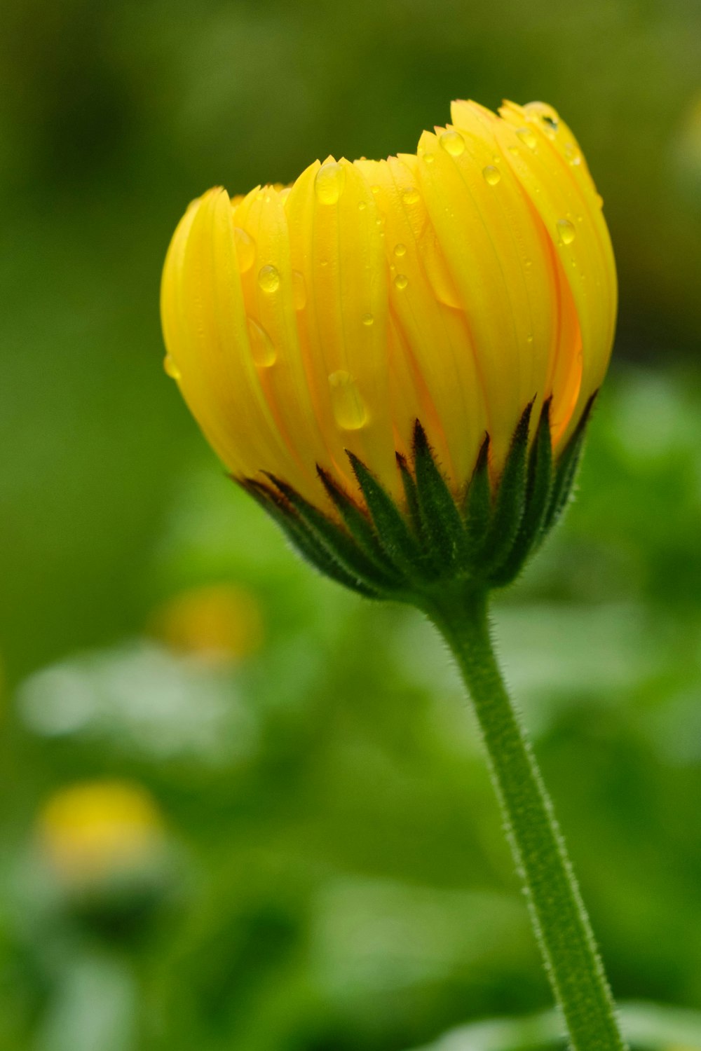 yellow flower in tilt shift lens