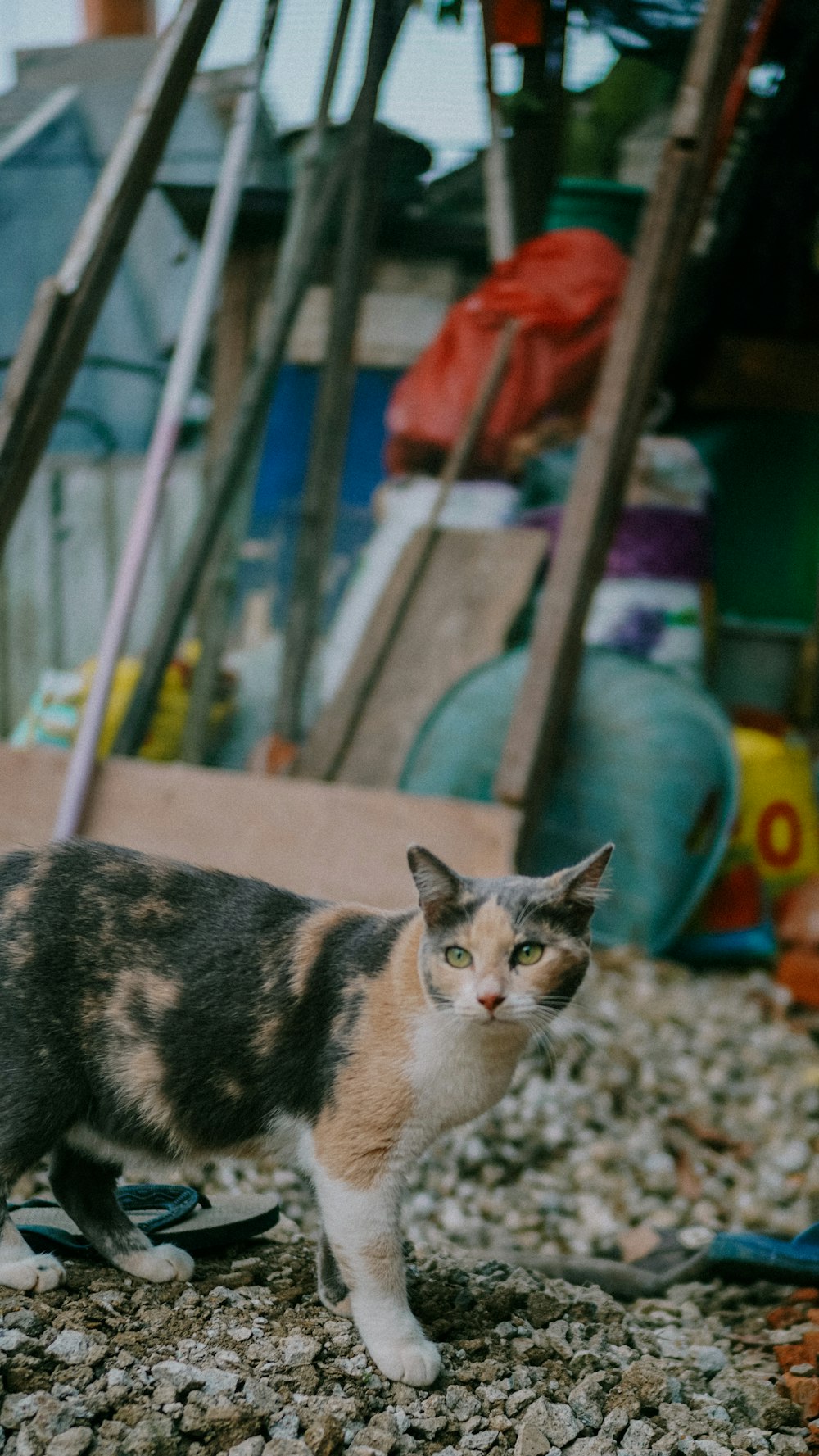 calico cat on gray concrete floor