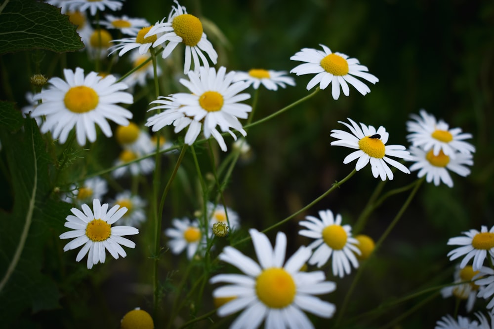 white and yellow daisy flowers