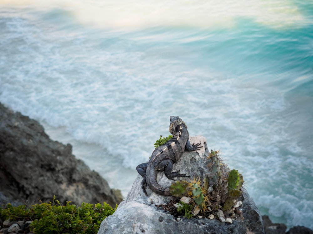 gray and black stone on gray rock near body of water during daytime