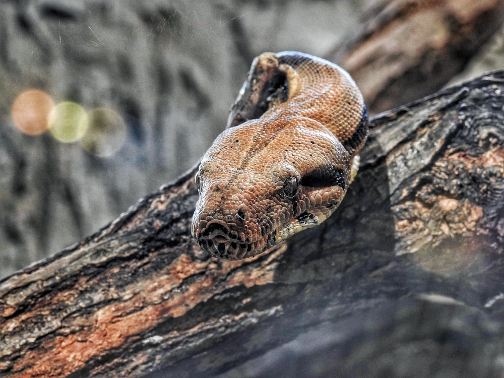 brown and black snake on brown tree trunk