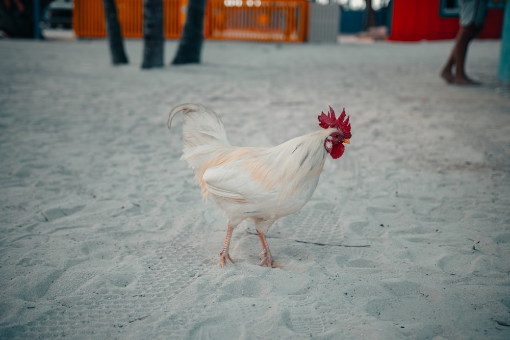 white chicken on white sand during daytime