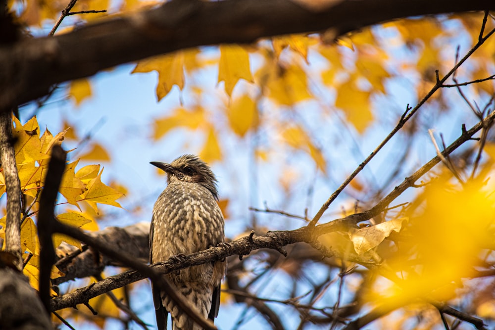 brown bird on tree branch during daytime