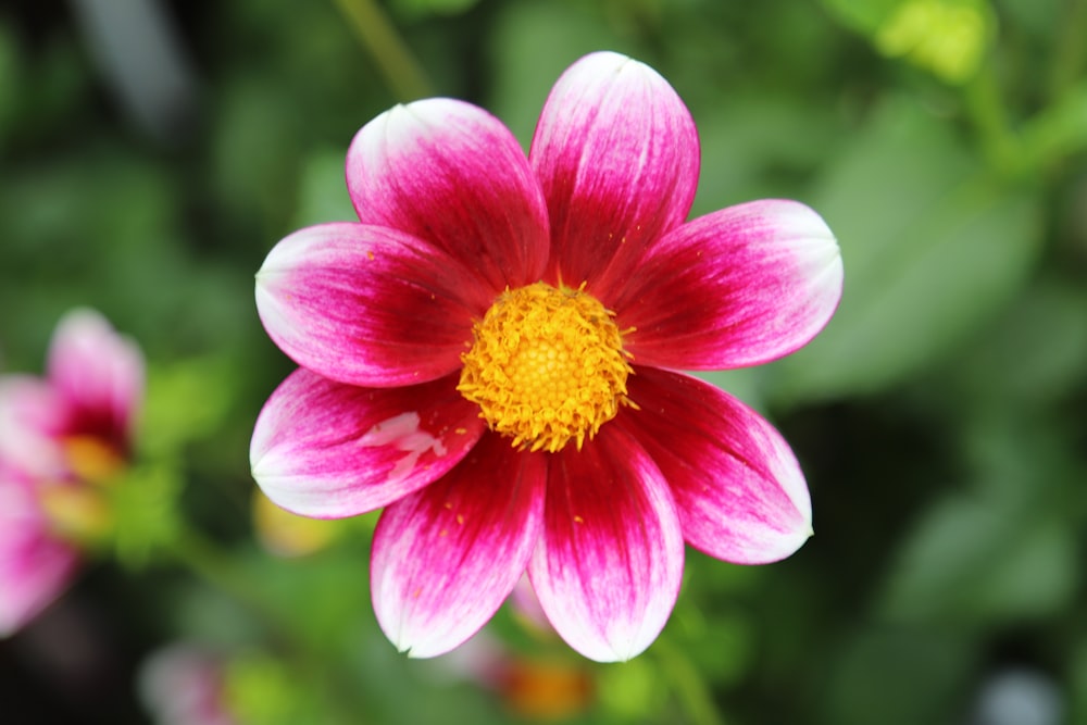 pink flower in tilt shift lens