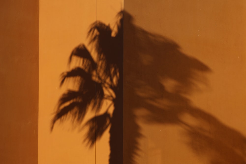 palm tree under cloudy sky