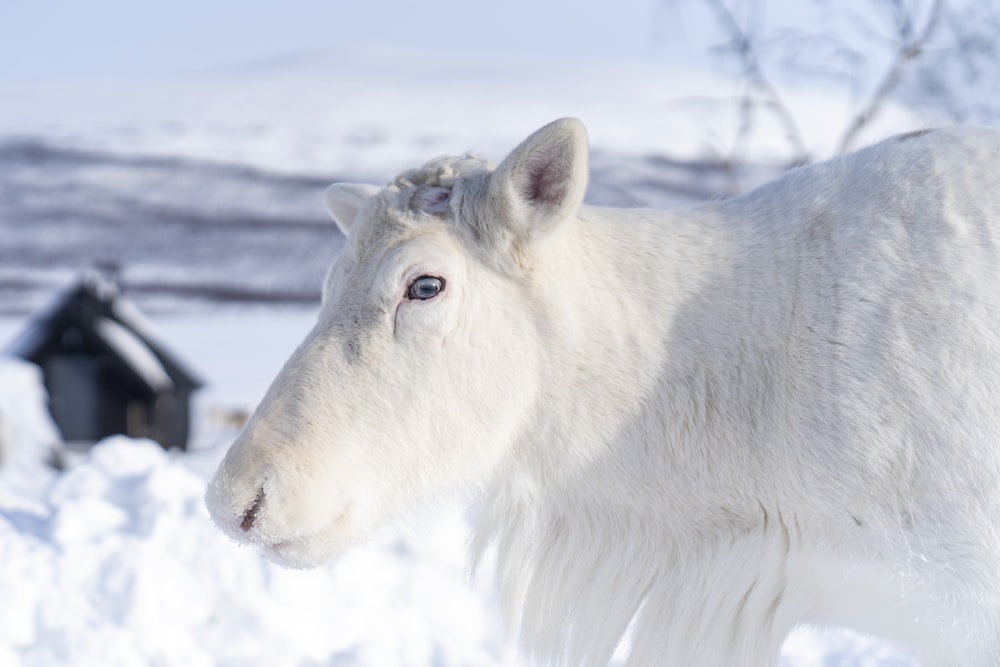 white horse on snow covered ground during daytime