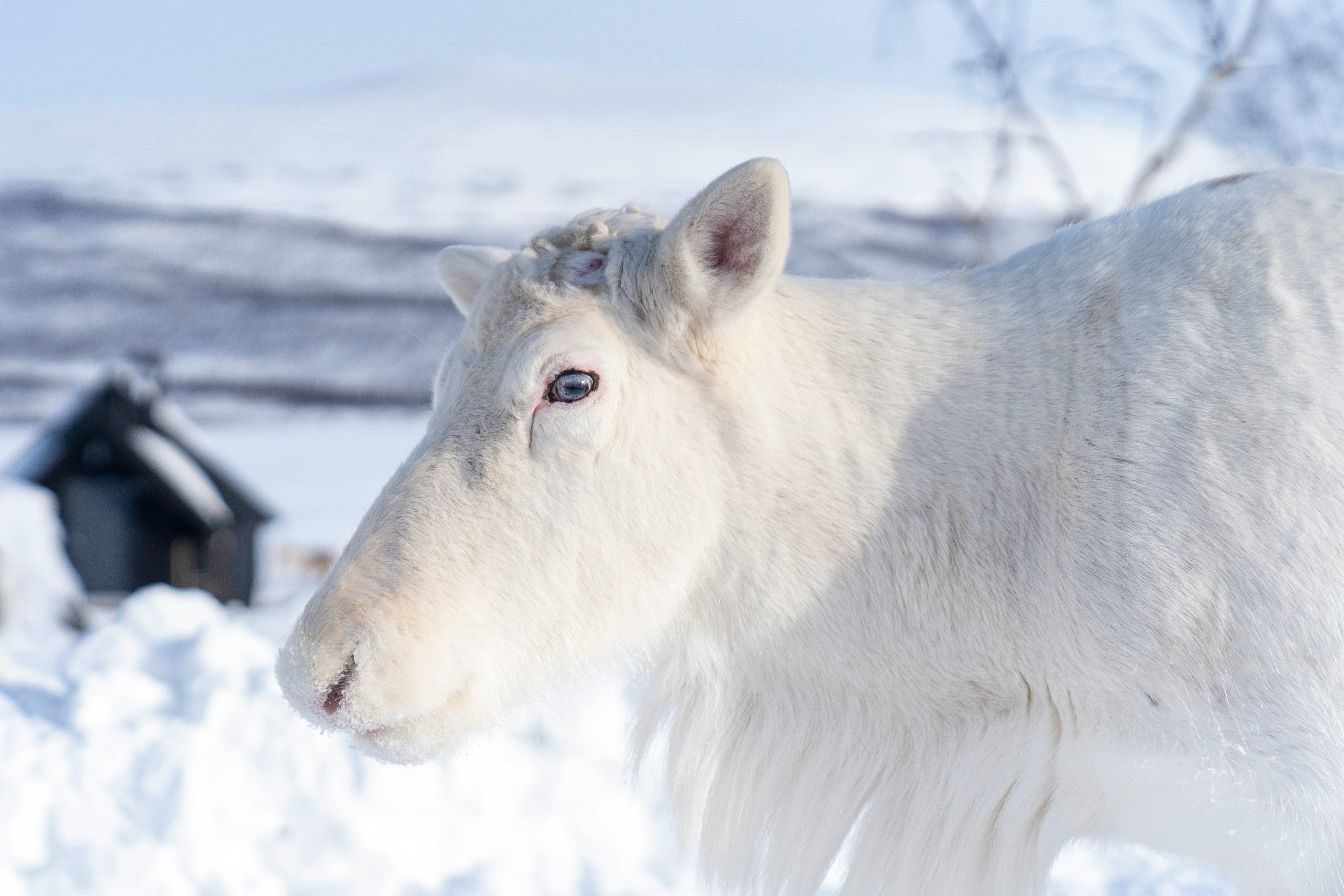 white horse on snow covered ground during daytime