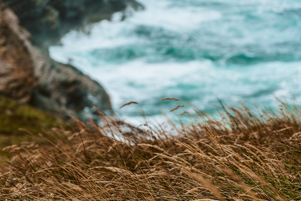 brown grass near body of water during daytime