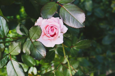 A delicate rose blossom resting beside scattered musk and spice pods, bathed in soft light.