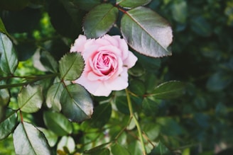 A close-up of a delicate pastel pink rose with soft gold light filtering through, evoking a sense of luxury and calm.