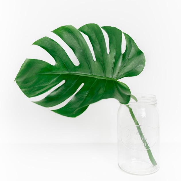 Hoya carnosa pflege klassische porzellanblume und ihre varianten — practical guide overview