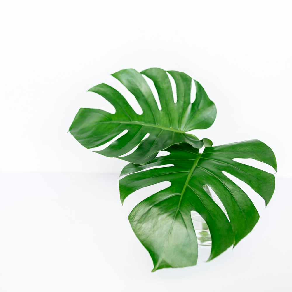 Foto hojas verdes sobre fondo blanco – Imagen Planta gratis en Unsplash