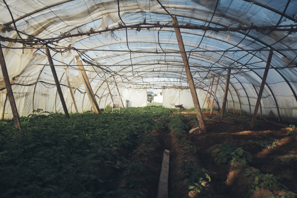 green plants and trees inside greenhouse