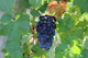 Droit de la vigne et du vin