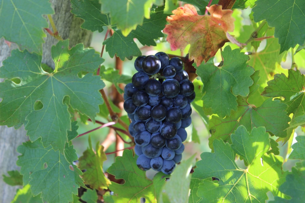 black round fruits on green leaves